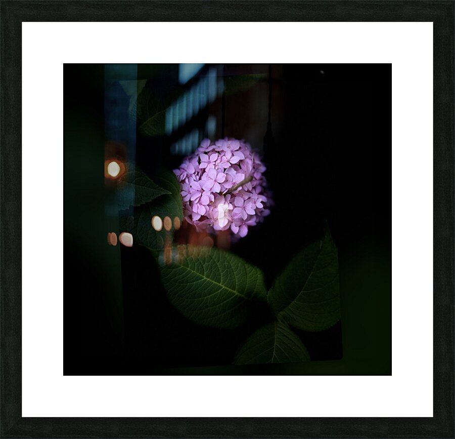 Purple Hydrangea Picture Frame print