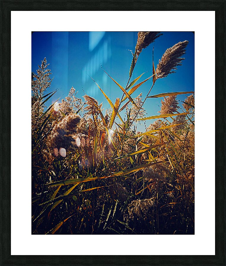 Fall Grass Picture Frame print