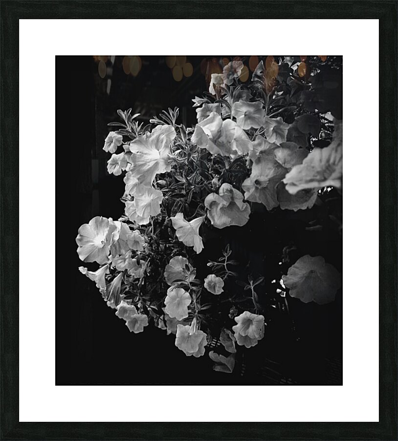 Geranium Picture Frame print