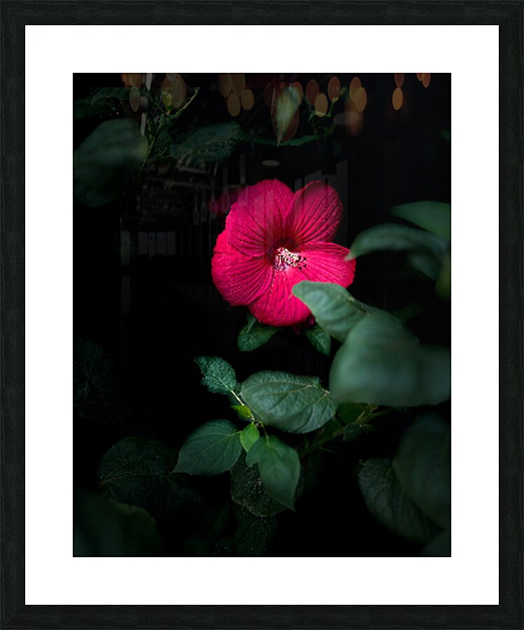Red Hibiscus Picture Frame print
