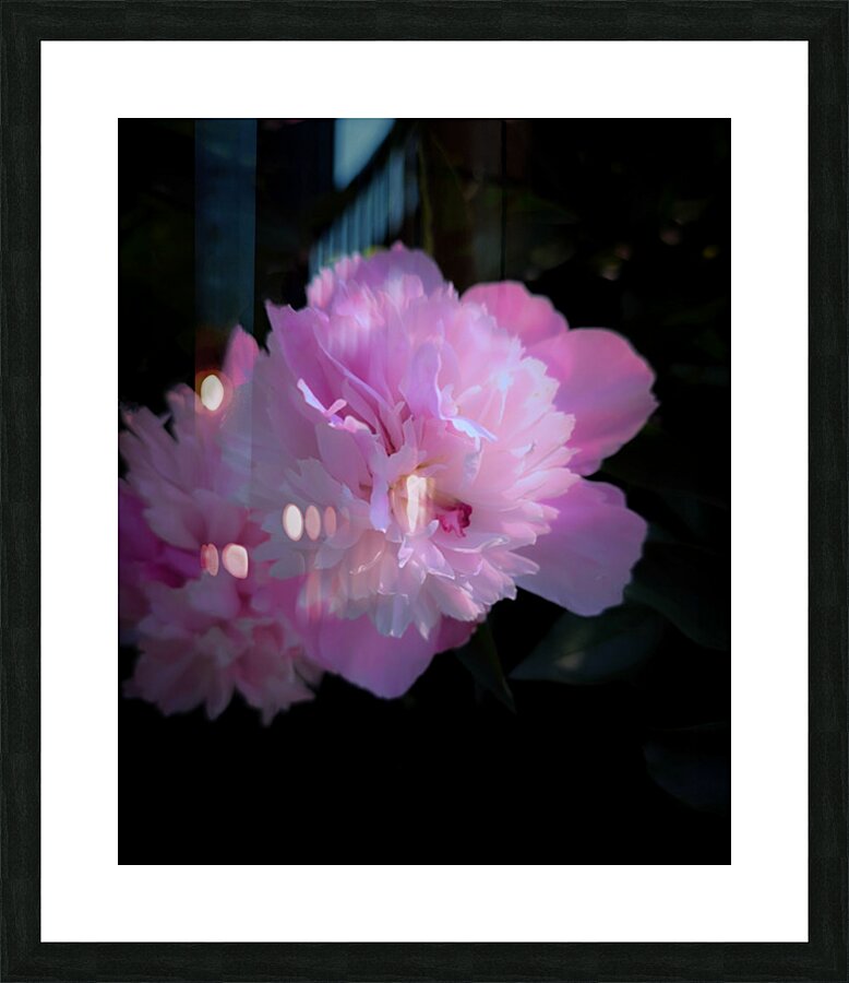 Pink Peony Picture Frame print