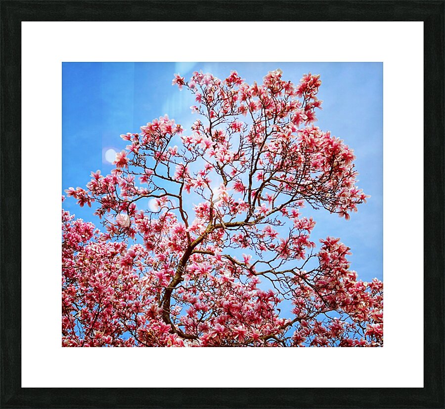 Magnolia Picture Frame print