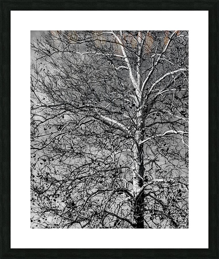 Birch Picture Frame print