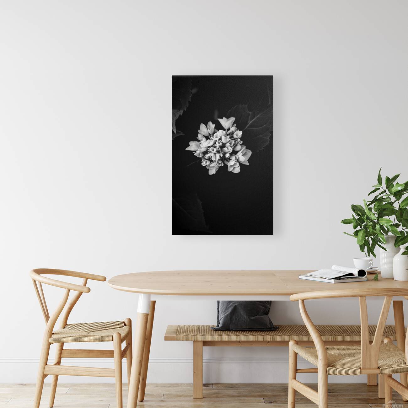 Hydrangea Reproduction