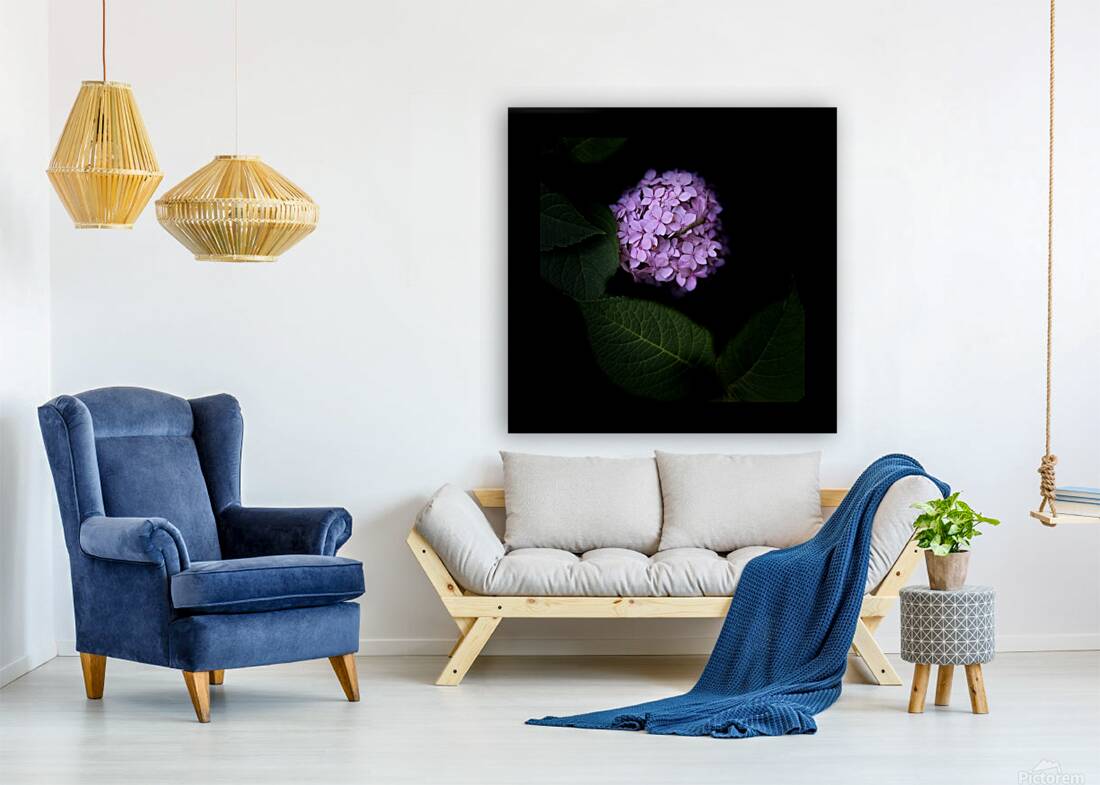 Pink Hydrangea Reproduction