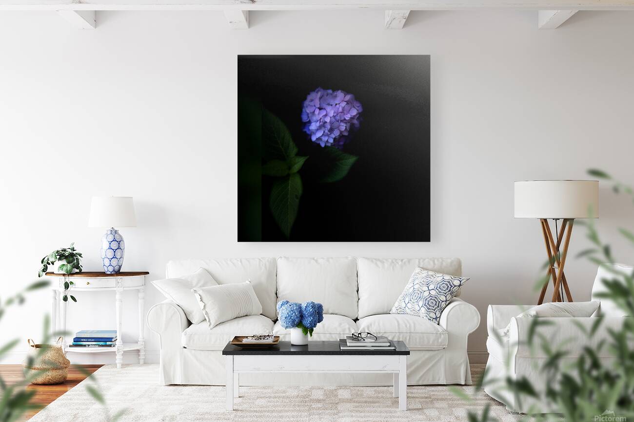 Purple Hydrangea Reproduction