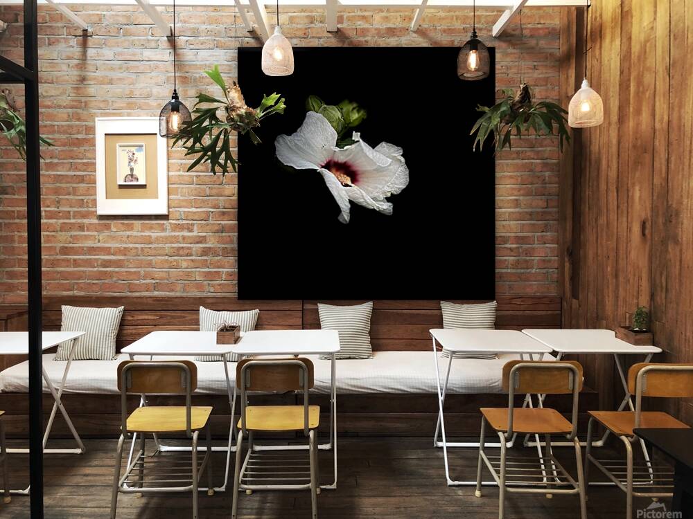 White Hibiscus  Reproduction