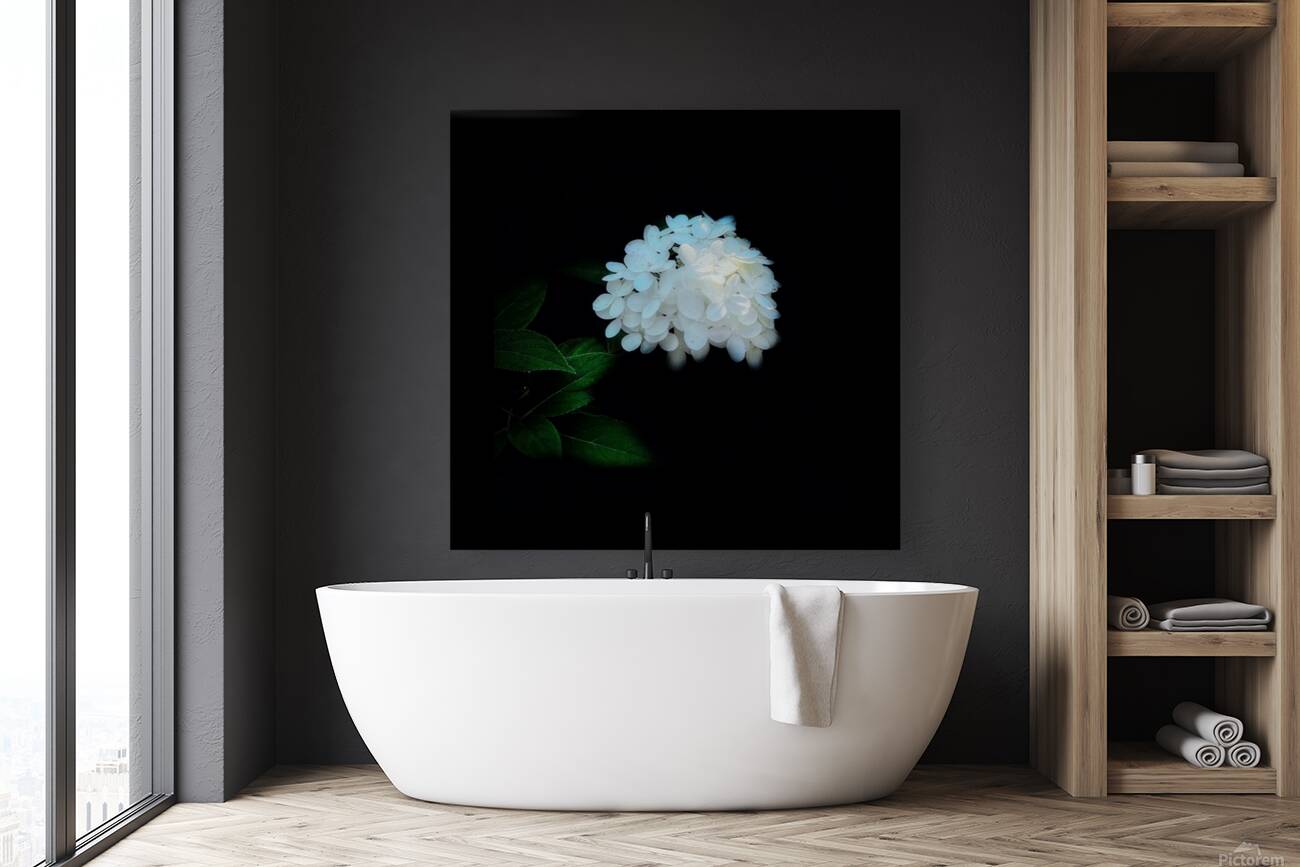 White Hydrangea Reproduction