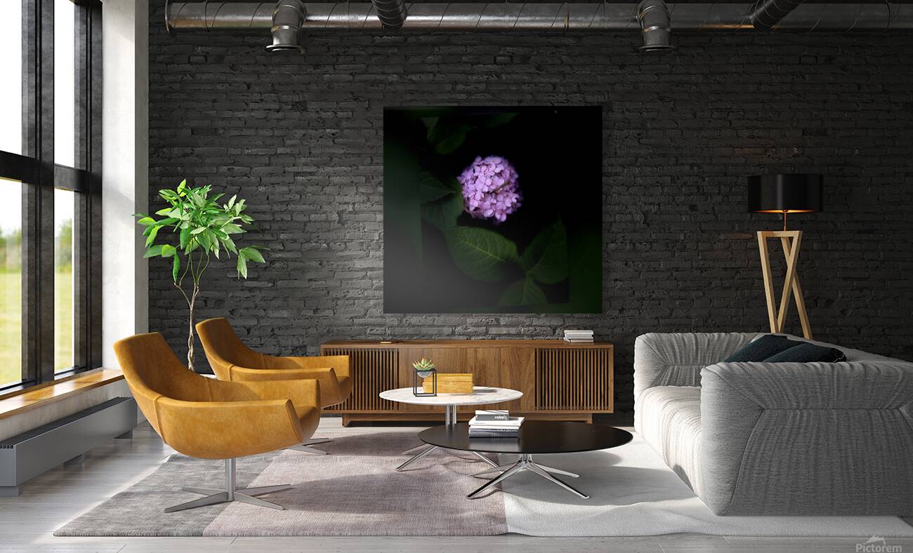 Purple Hydrangea Reproduction