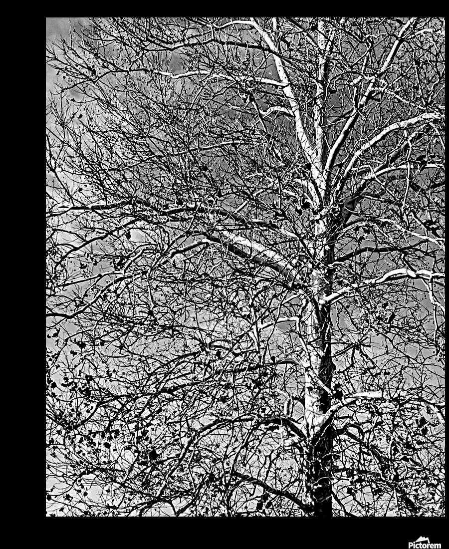 Birch Reproduction