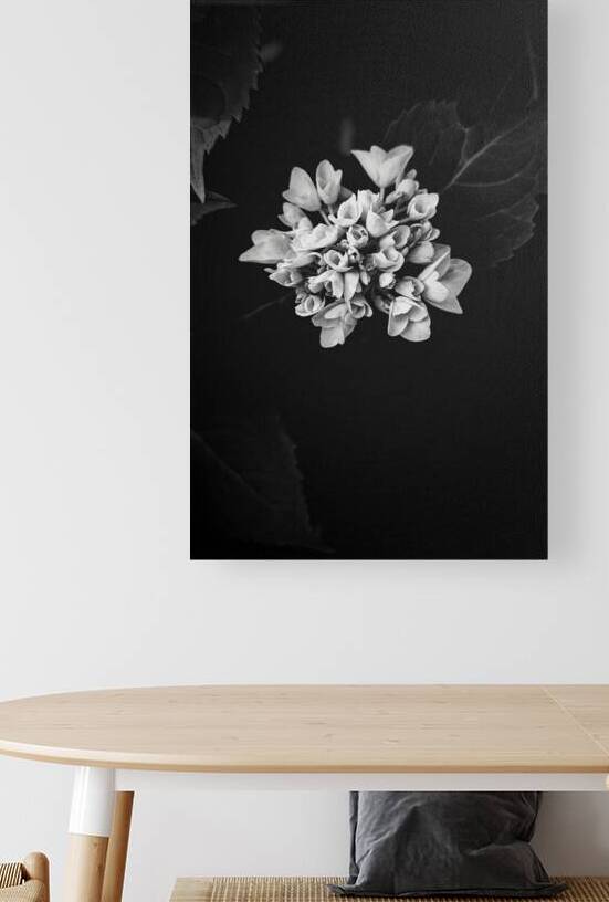 Hydrangea Reproduction