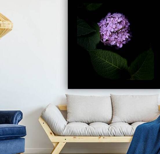 Pink Hydrangea Reproduction