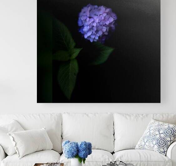 Purple Hydrangea Reproduction