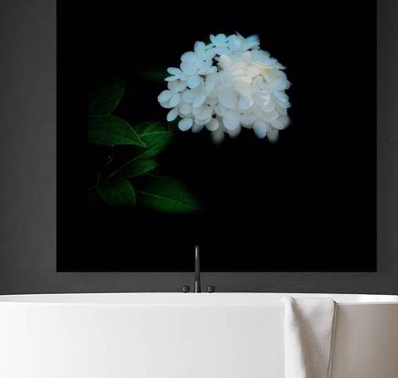 White Hydrangea Reproduction