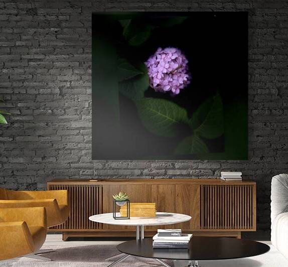 Purple Hydrangea Reproduction