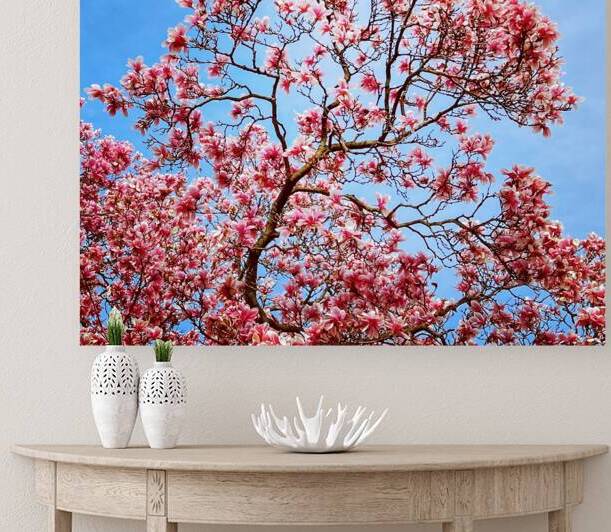 Magnolia Reproduction