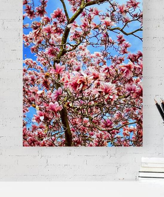 Magnolia Reproduction