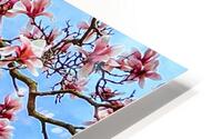 Magnolia HD Metal print