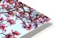 Magnolia  HD Metal print