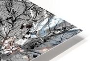 Birch HD Metal print