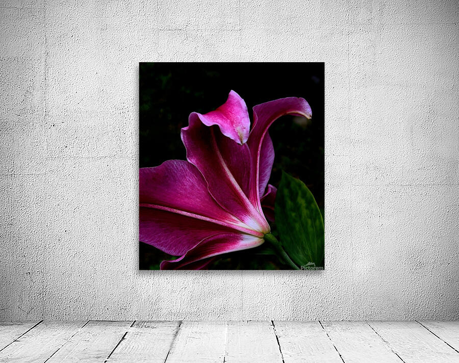 Stargazer Wall Preview