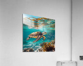 sea turtle Acrylic Print