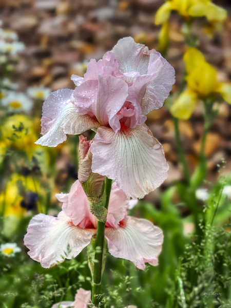 Pink Iris Digital Download