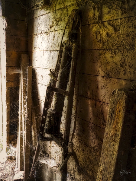 Webs and Parts Digital Download