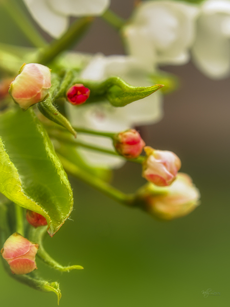 Pear Buds Digital Download