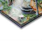 Chipmunk Acrylic print