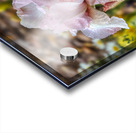 Pink Iris Acrylic print