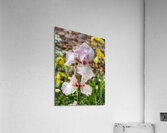 Pink Iris Acrylic Print
