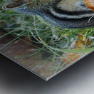 Chipmunk Metal print