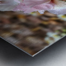 Pink Iris Metal print