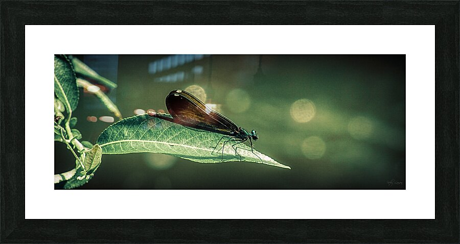 Woven Dragonfly Wings Picture Frame print