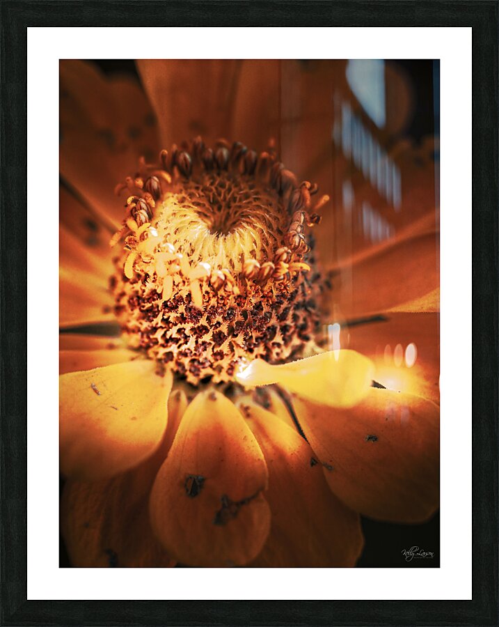 Spotted Zinnia 3 Picture Frame print