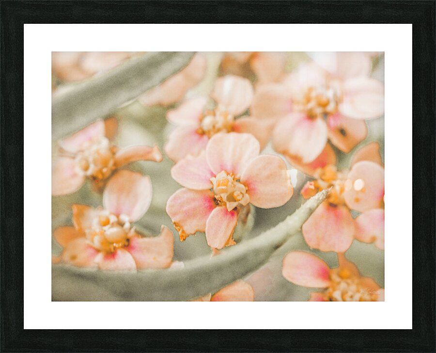 Spring Peach Picture Frame print