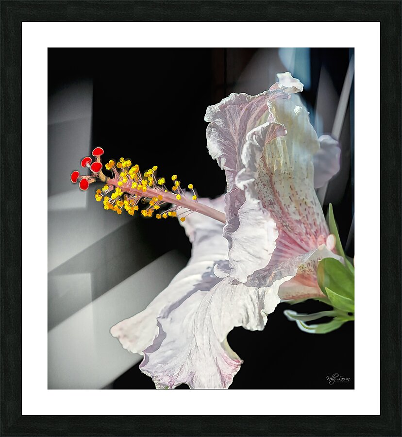 Hibiscus Picture Frame print