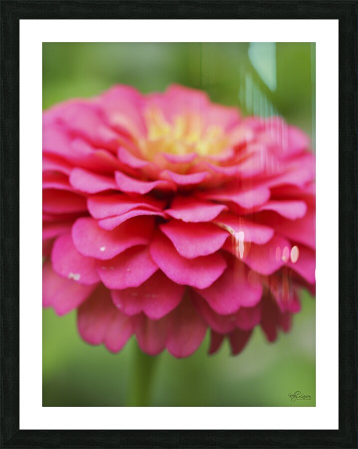 Pink Zinnia Picture Frame print