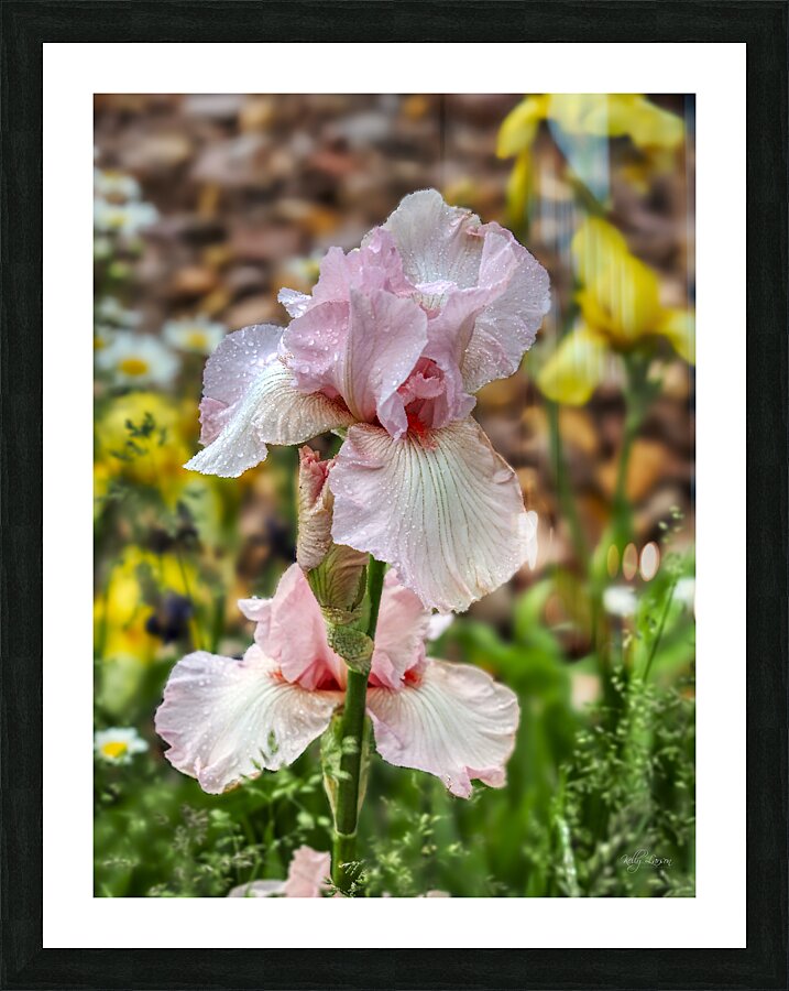 Pink Iris Picture Frame print