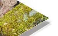 BirchMoss Nature HD Metal print
