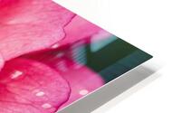Petal Veins HD Metal print
