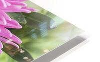 China Aster HD Metal print