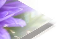 Purple Petals HD Metal print