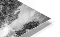 Trees and Corn BW HD Metal print