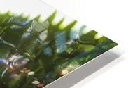 Water Reflections HD Metal print