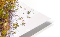 Vine House HD Metal print