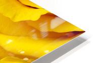 Yellow Rose Trio HD Metal print