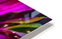 Zinnia Stripes HD Metal print