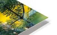 Sparrow pine HD Metal print